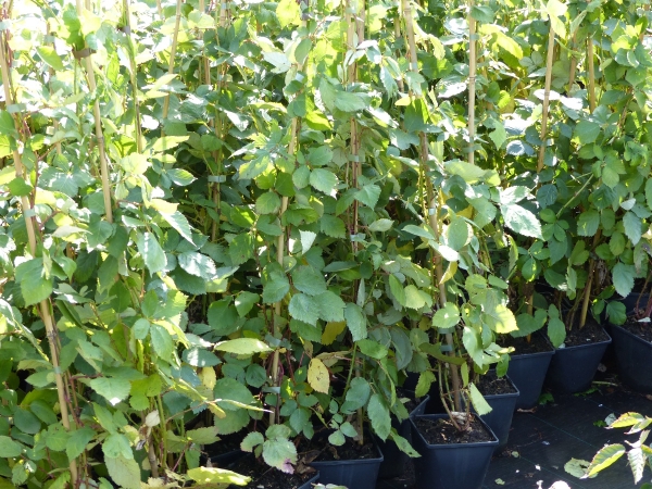 Theodor Reimers Pflanzen